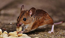 24 Hour & Emergency Exterminators in Aline, PA